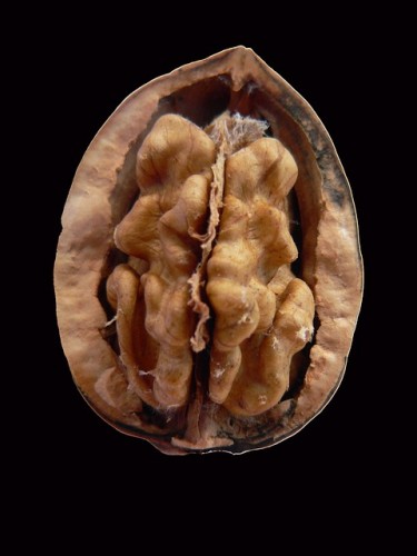 walnut-14062_640